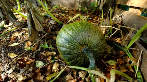Close up of unripe or green or unmatured pumpkin after first frost killed plant that has been growing on the pile of chicken waste