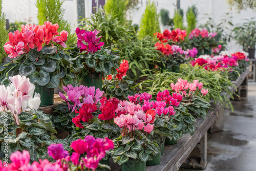 Wallpaper Mural Valentine's Day Cycleman Flowers displayed in Greenhouse Torontodigital.ca