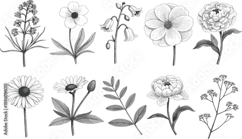 Vintage engraved hand drawn flowers vector set, wild floral botanical garden elements, blooming plant illustration