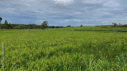 Vast expanses of green rice fields with rice growing abundantly under cloudy skies, presenting a tranquil rural atmosphere.