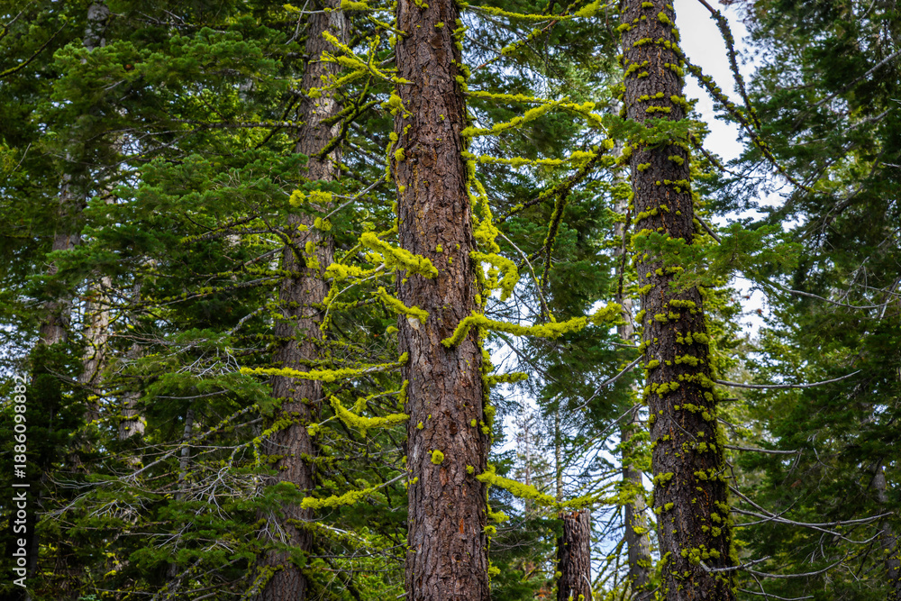 Fototapeta premium Old trees covered in green moss Lassen Volcanic Park