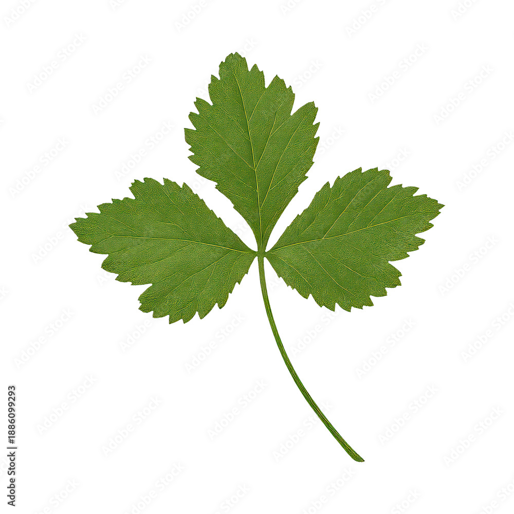 Fototapeta premium PNG Green leaf with three lobes