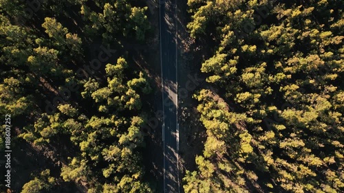 Aerial view of a road cutting through a sun-dappled forest, with tall green trees casting long shadows.