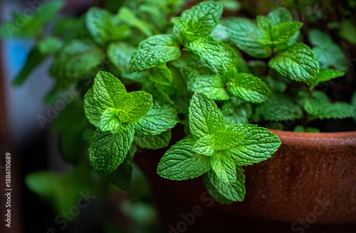 Wallpaper Mural Fresh green mint leaves with textured surface and vibrant color growing in a brown clay plant, showcasing natural herbal freshness and lush foliage Torontodigital.ca