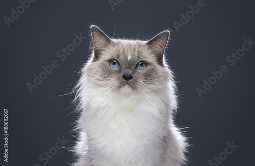 Cuadro en lienzo fluffy blue eyed neva masquerade cat looking at camera on neutral background wit
