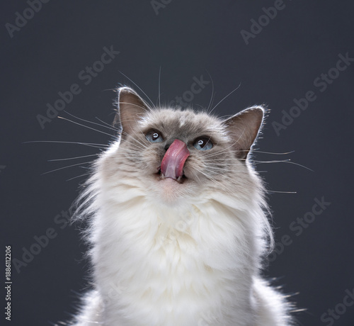 Obraz na płótnie A close-up studio portrait of a fluffy, blue-eyed neva masquerade cat licking its nose with its tongue