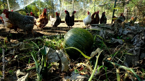 Close up of unripe or green or unmatured pumpkin laying on ground attached to withered plant as cage free chickens strolling in the enclosure in the background