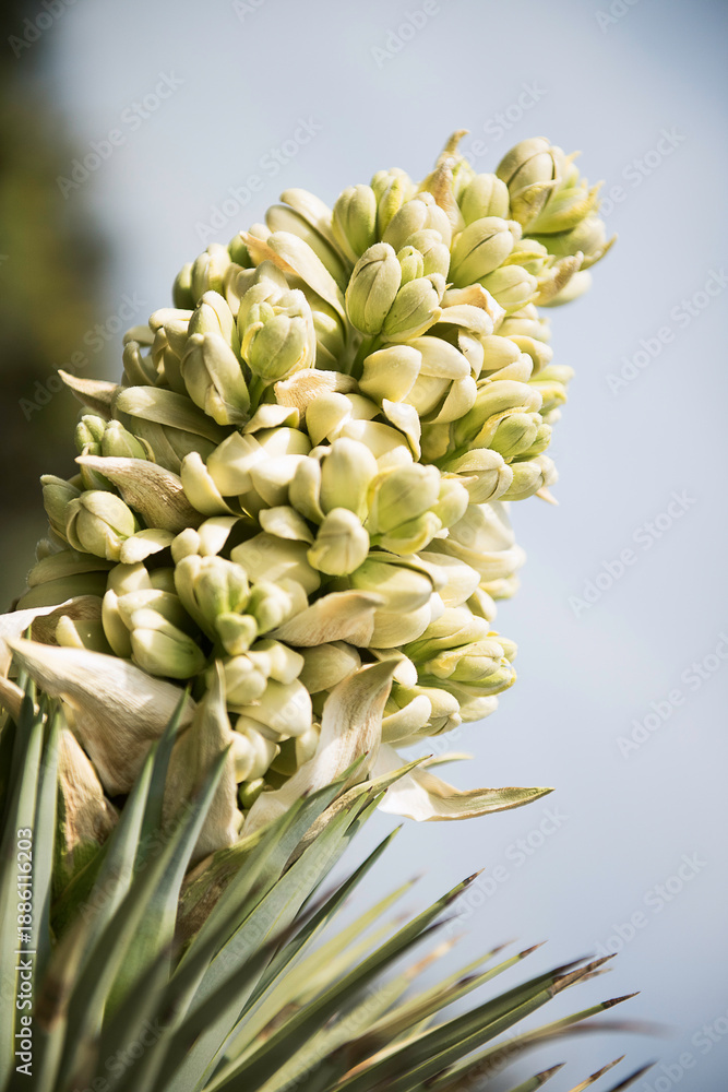Obraz premium close up of a Joshua tree flower