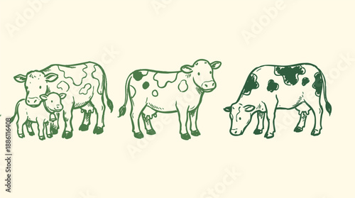 Hand drawn vintage line art trio of dairy cows and calves side view grazing and standing on cream background minimal