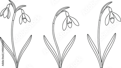 Snowdrop flower line art illustration set with elegant spring botanical outlines for nature decoration coloring tattoo design
