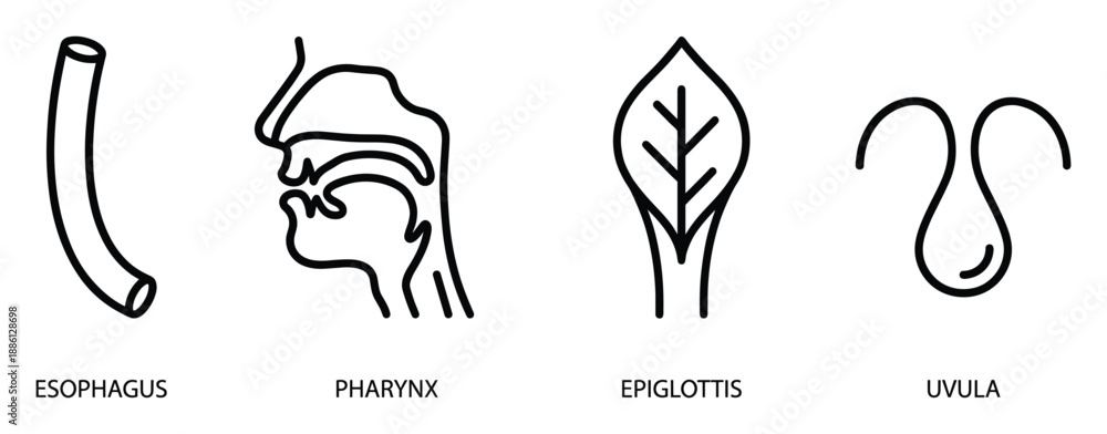 Εκτύπωση καμβά Anatomy of human throat line drawing set vector illustration with esophagus and