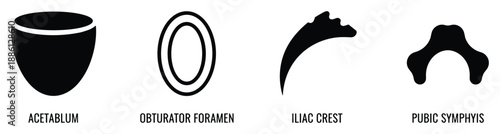 Anatomy of human bones with acetabulum obturator foramen iliac crest and pubic symphysis vector