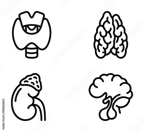Anatomy of human endocrine glands line drawing set thyroid brain kidney vector illustration