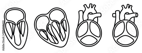 Anatomy of heart organ with sections and chambers for medical study diagnostic outline drawing