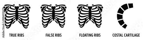 Anatomy of human ribs true ribs false ribs floating ribs and costal cartilage vector illustration