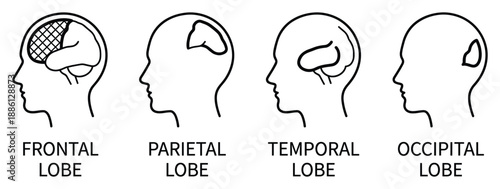 Brain lobes vector illustration brain part anatomy medical science frontal lobe parietal lobe temporal lobe