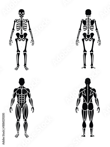 Front and back view of human skeletal and muscular structure anatomical body outline vector