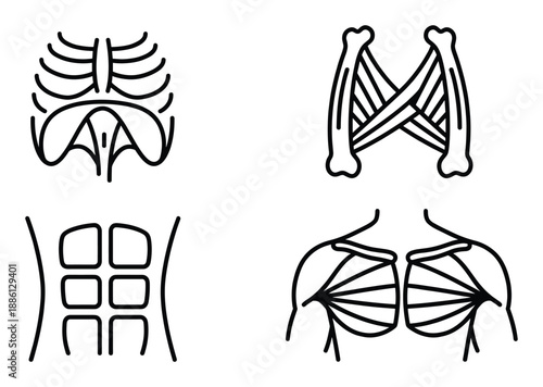Human body muscles and ribcage anatomy linear diagram representing muscles on chest and abdomen