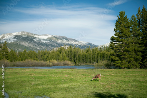 deer in the mountains