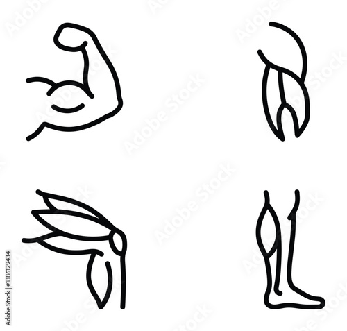 Human body muscular system outline bicep flex thigh leg and foot structure anatomical drawing