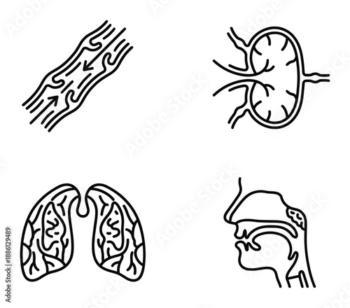 Human body system outline blood vessel lymph node lungs throat anatomical drawing
