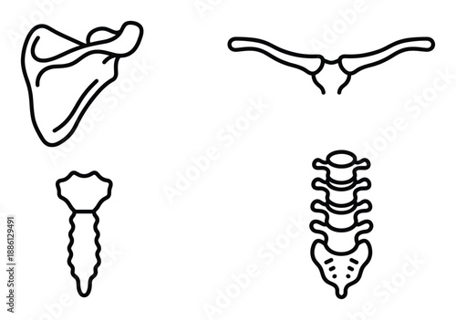 Human body skeleton outline scapula collarbone sternum vertebra bone structure anatomical drawing