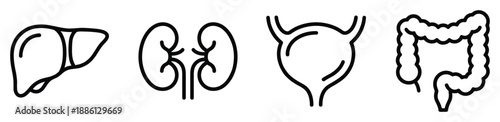 Human internal organs line drawing liver kidneys bladder and colon vector illustration