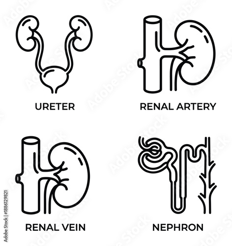 Human kidney vector illustration renal system anatomy renal artery nephron ureter medical information graphic
