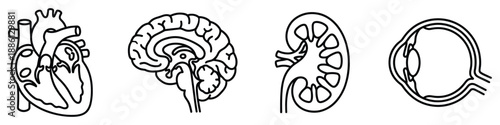 Human organ line icon set heart brain kidney and eye vector illustration template for design