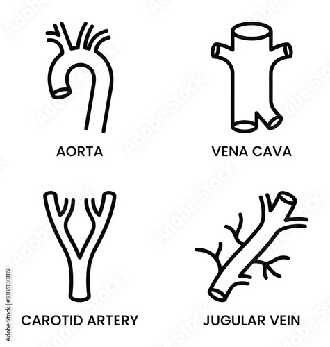 Human vascular system anatomy with aorta vena cava carotid artery and jugular vein set isolated