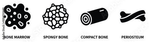 Rotator cuff of shoulder for medical study or orthopedic diagram as human anatomy chart