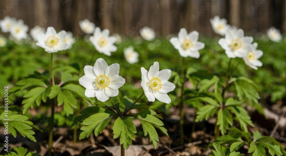 Obraz premium Close-up of white, daisy-like wildflowers with yellow centers and green leaves in a woodland setting