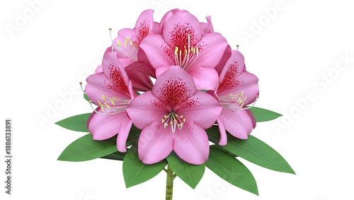 Pink Rhododendron Flowers and Green Leaves