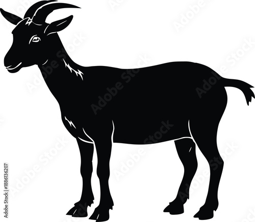 Goat, Domestic Animal