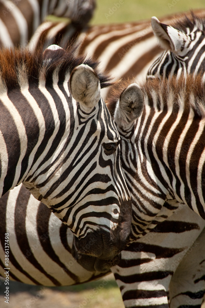 Fototapeta premium Group of Zebras at Lake Nakuru, Kenya