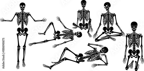 Human skeleton silhouette set showing multiple anatomical poses isolated on white background black vector illustration for medical education halloween design and anatomy reference