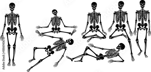Human skeleton silhouette collection displaying multiple anatomical poses isolated on white background black vector illustration medical education halloween design and anatomy reference set