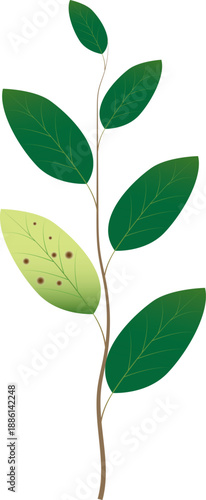 Illustration of a plant showing zinc deficiency symptoms such as yellowing leaves and stunted growth.
