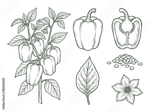 Detailed Line Art Illustration of Bell Peppers and Pepper Plant Anatomy