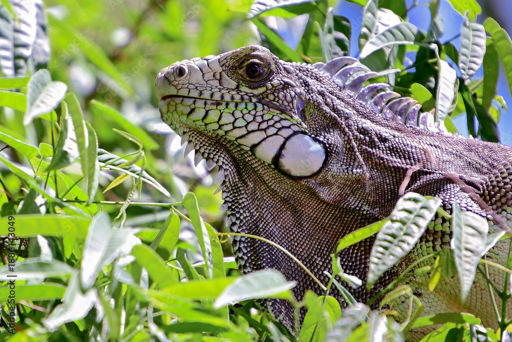 Fototapeta premium green iguana perched in tropical foliage, closeup of iguana iguana in dense leaves, wild lizard in natural habitat, arboreal reptile camouflage in green tree, animal macro photography 