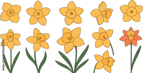 Hand drawn yellow daffodil flower vector set with green leaves for spring floral nature design