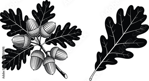 Oak Leaves And Acorns Botanical Vector Illustration Black And White Engraving Style Nature Element For Autumn Design Vintage Art