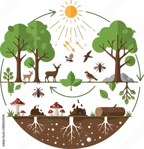 Ecosystem cycle illustrating forest life processes and decomposition beneath the surface