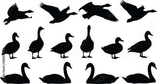 Set of Waterfowl Silhouettes Including Flying Geese Standing Ducks and Swimming Swans Isolated on White Background for Wildlife Nature and Lake Graphic Design