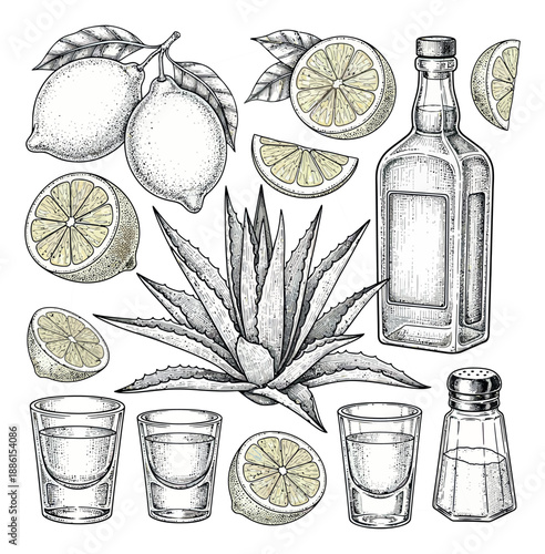 Hand drawn line art tequila set featuring lemons, agave, bottle, shot glasses and salt for cocktail preparation