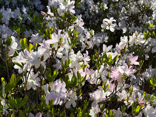 Photos Rhododendron schlippenbachii Maxim royal azalea flowers.