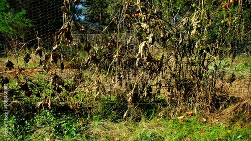 Walking next to withered or dry out cucumber vines tangled to garden fence after first frost killed plants