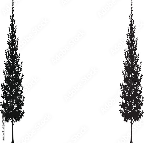 Silhouette of two evergreen trees on a white background pine conifer