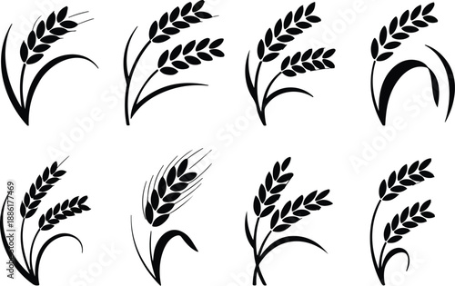 Wheat Grain Vector Set Cereal Ears, Barley, Rye, and Agricultural Harvest