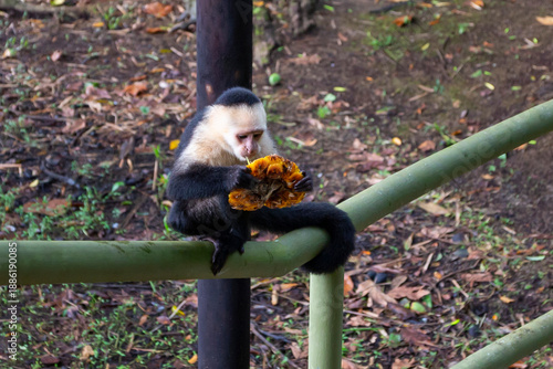 Photography Wild white face monkey eating a pineapple in urban area